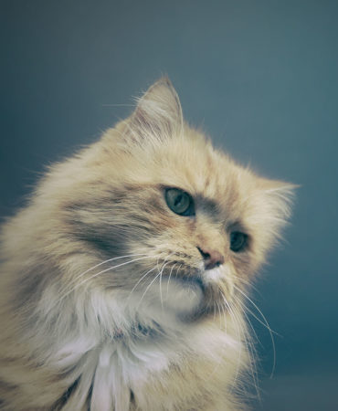 animals-gallery14