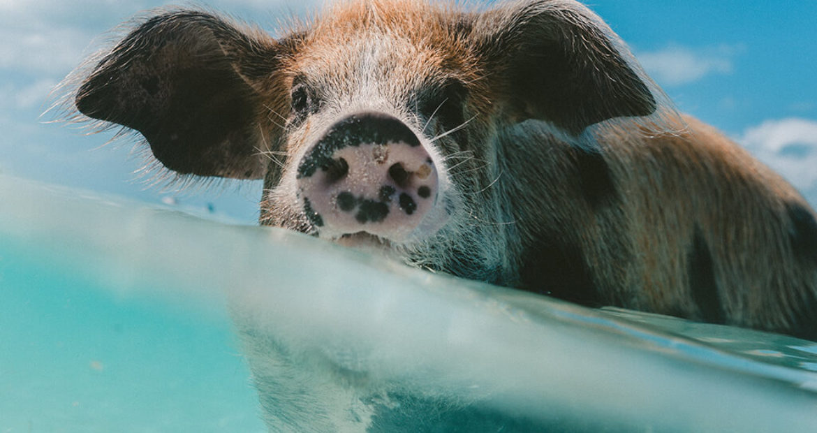 Floating Pig