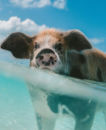 animals-gallery16