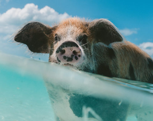 Floating Pig