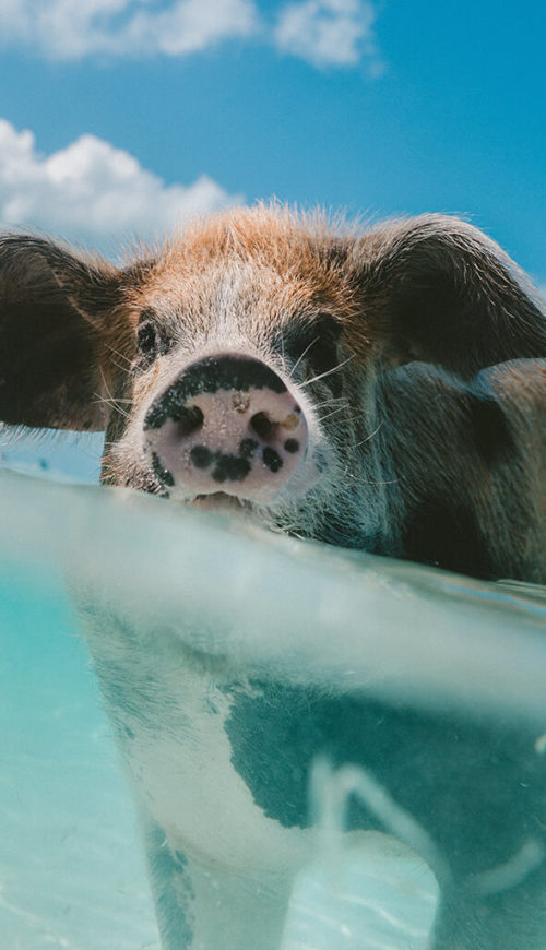 Floating Pig