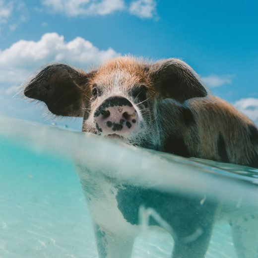 Floating Pig