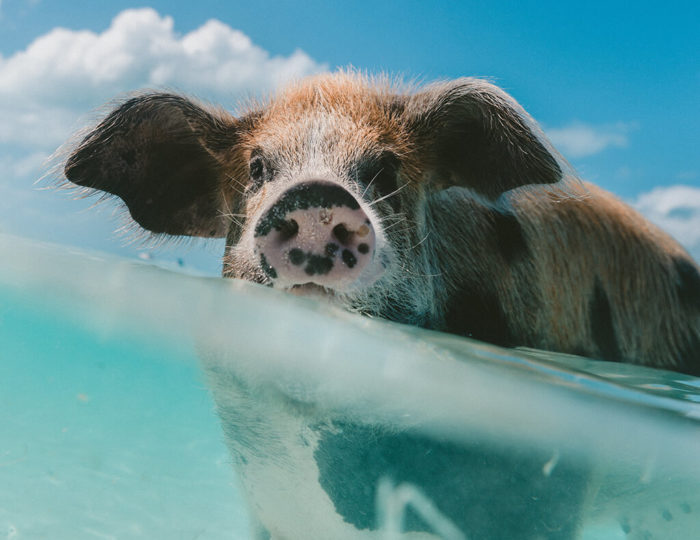 Floating Pig