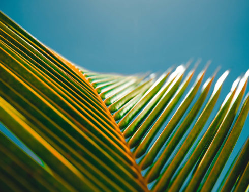 Properly photographed plants