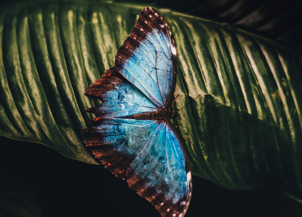 Butterfly