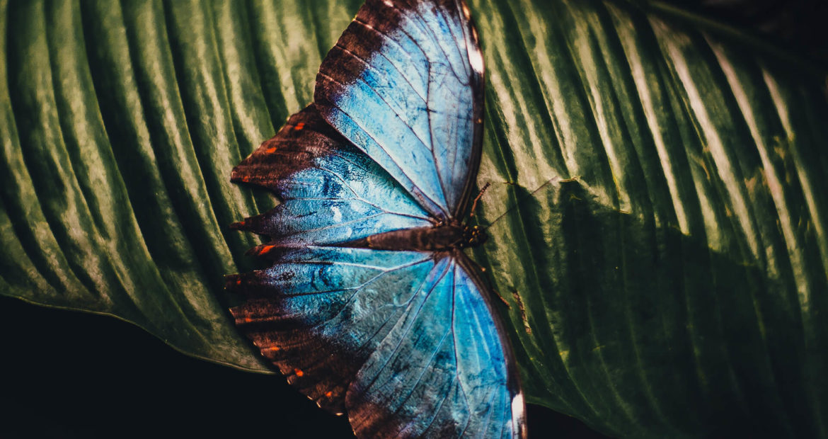 Butterfly