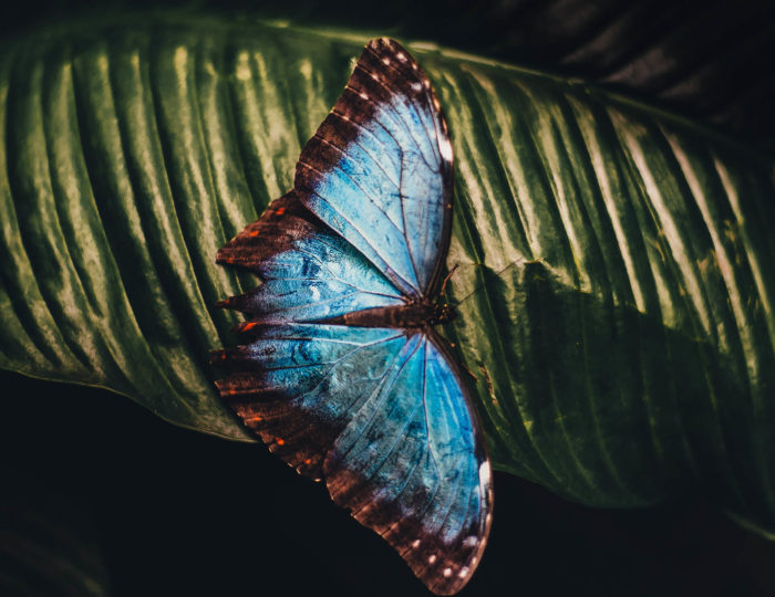 Butterfly