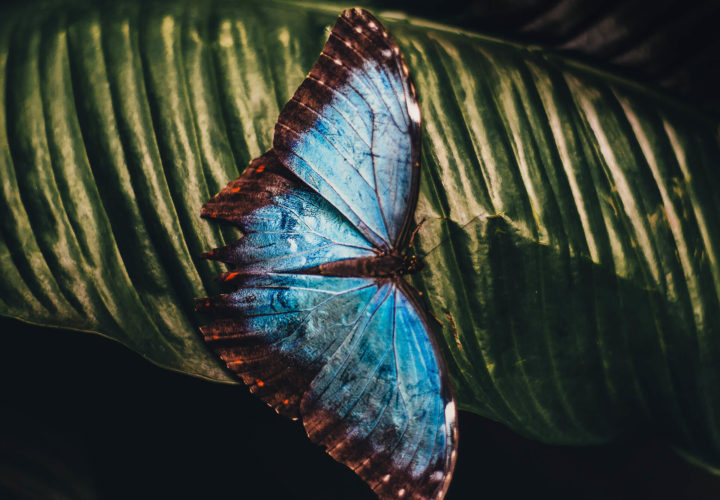 Butterfly