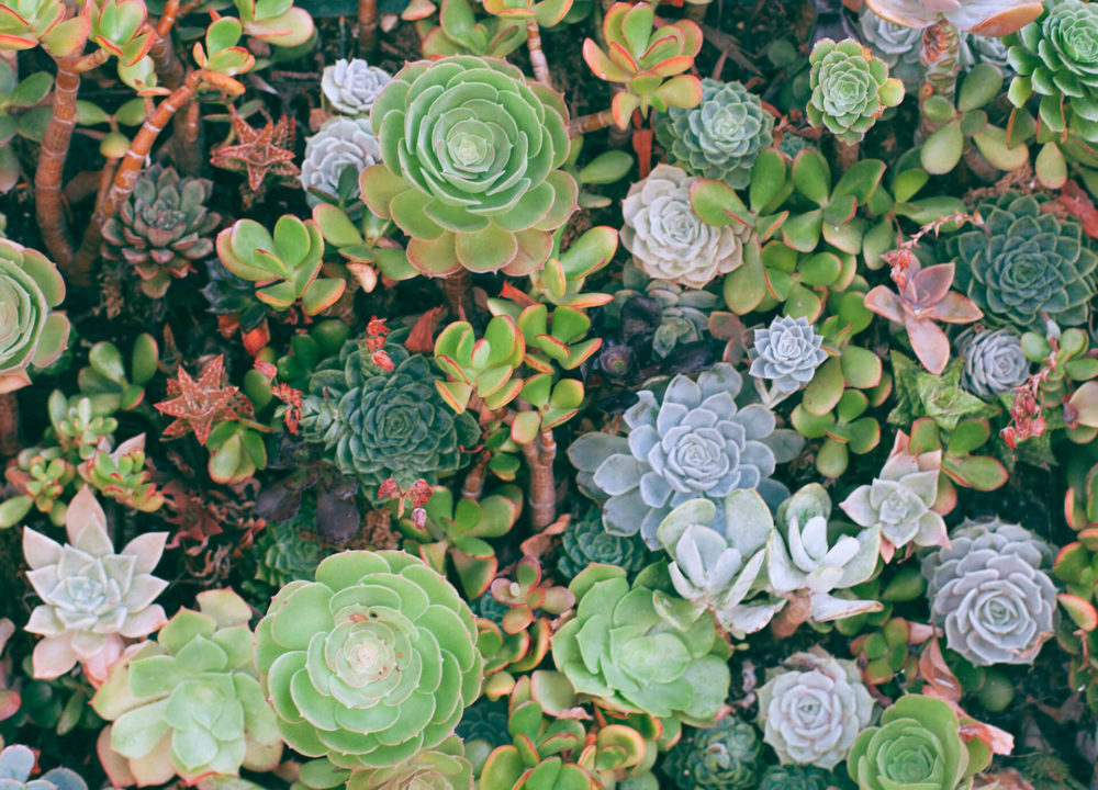 Plants