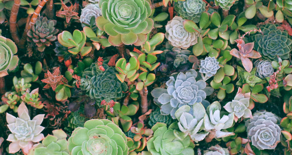 Plants