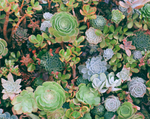 Plants