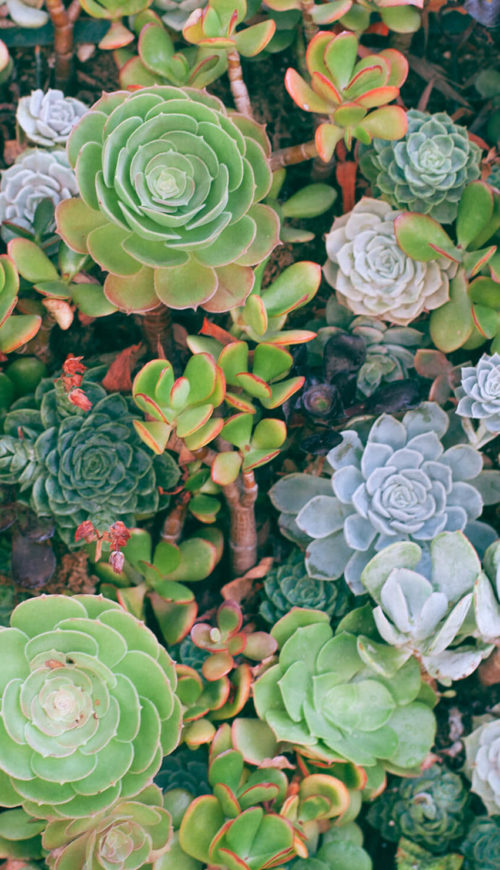 Plants