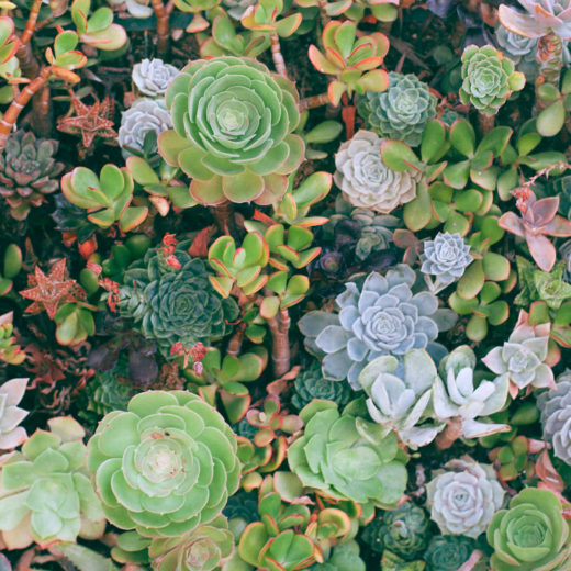 Plants