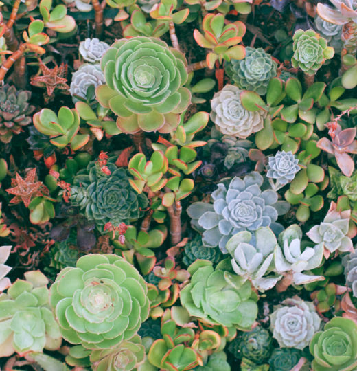 Plants