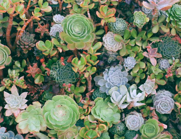 Plants