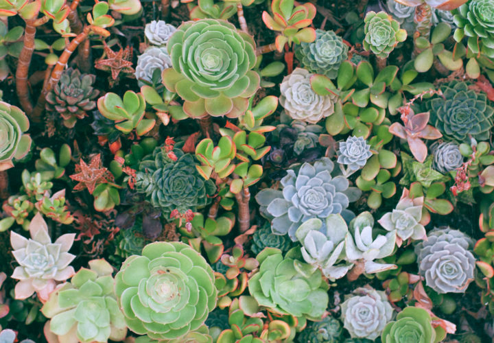 Plants