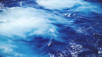 Sea Surf and inhabitants